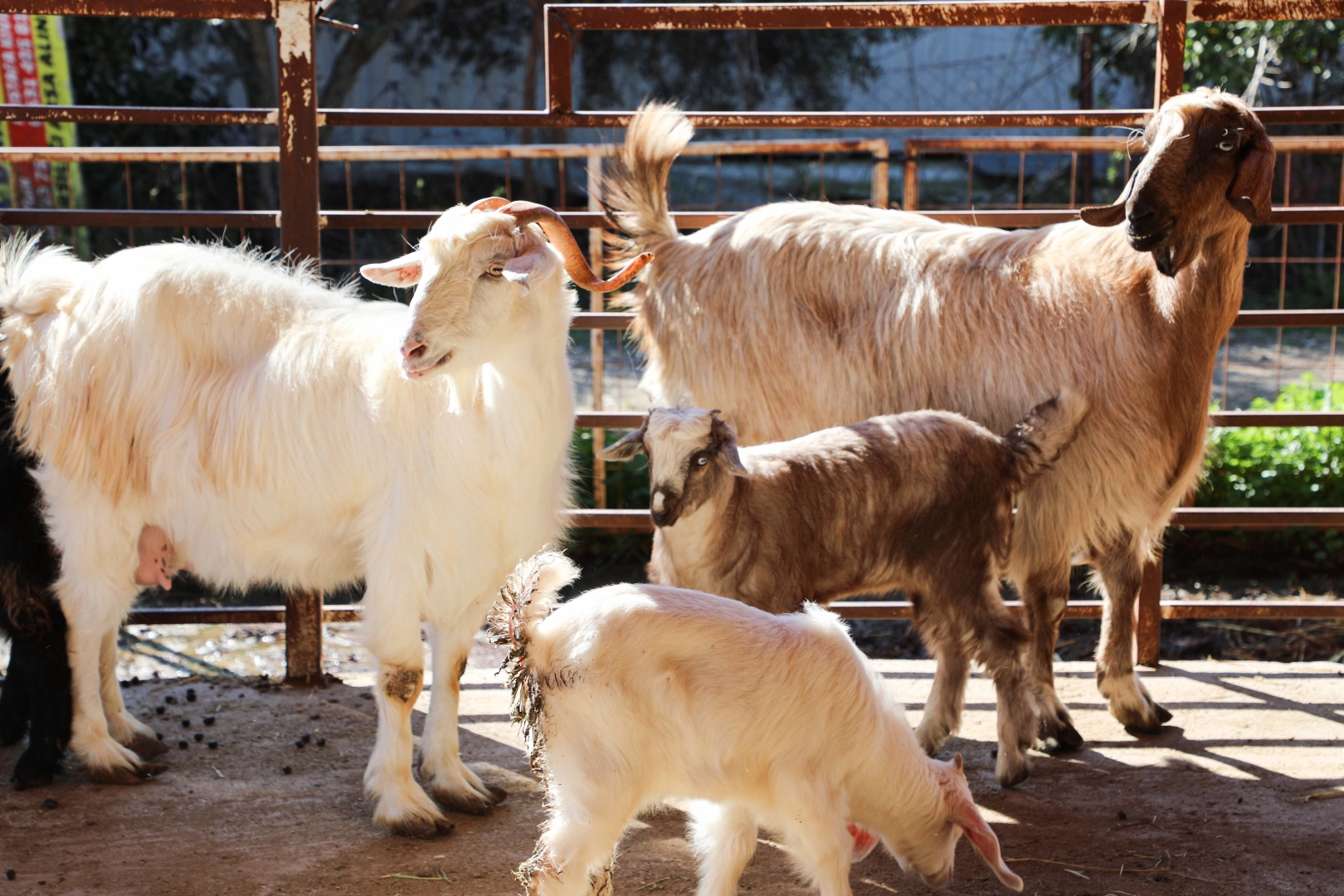 Antalya'da &uuml;cretsiz parazit uygulaması &uuml;reticinin y&uuml;z&uuml;n&uuml; g&uuml;ld&uuml;rd&uuml;