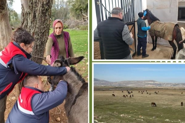 Afrika at vebası i&ccedil;in &uuml;lke genelinde tarama başlatıldı