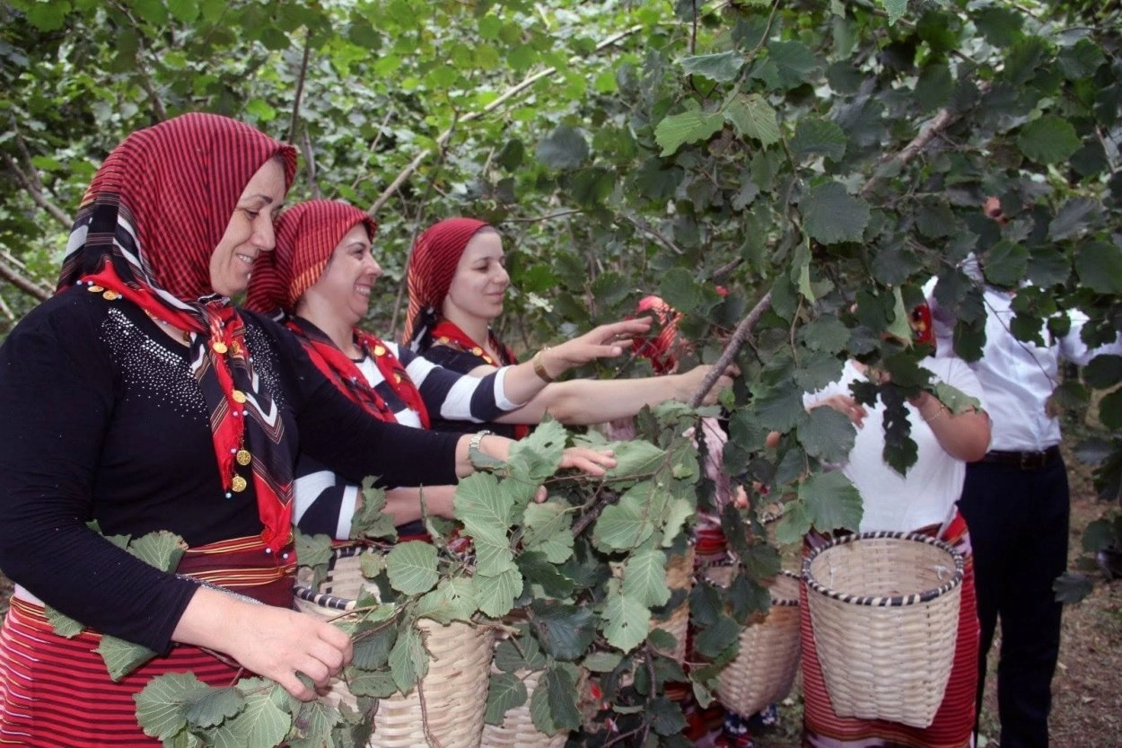 Ordu&rsquo;da fındık hasadında iş&ccedil;i sorununa &ccedil;&ouml;z&uuml;m