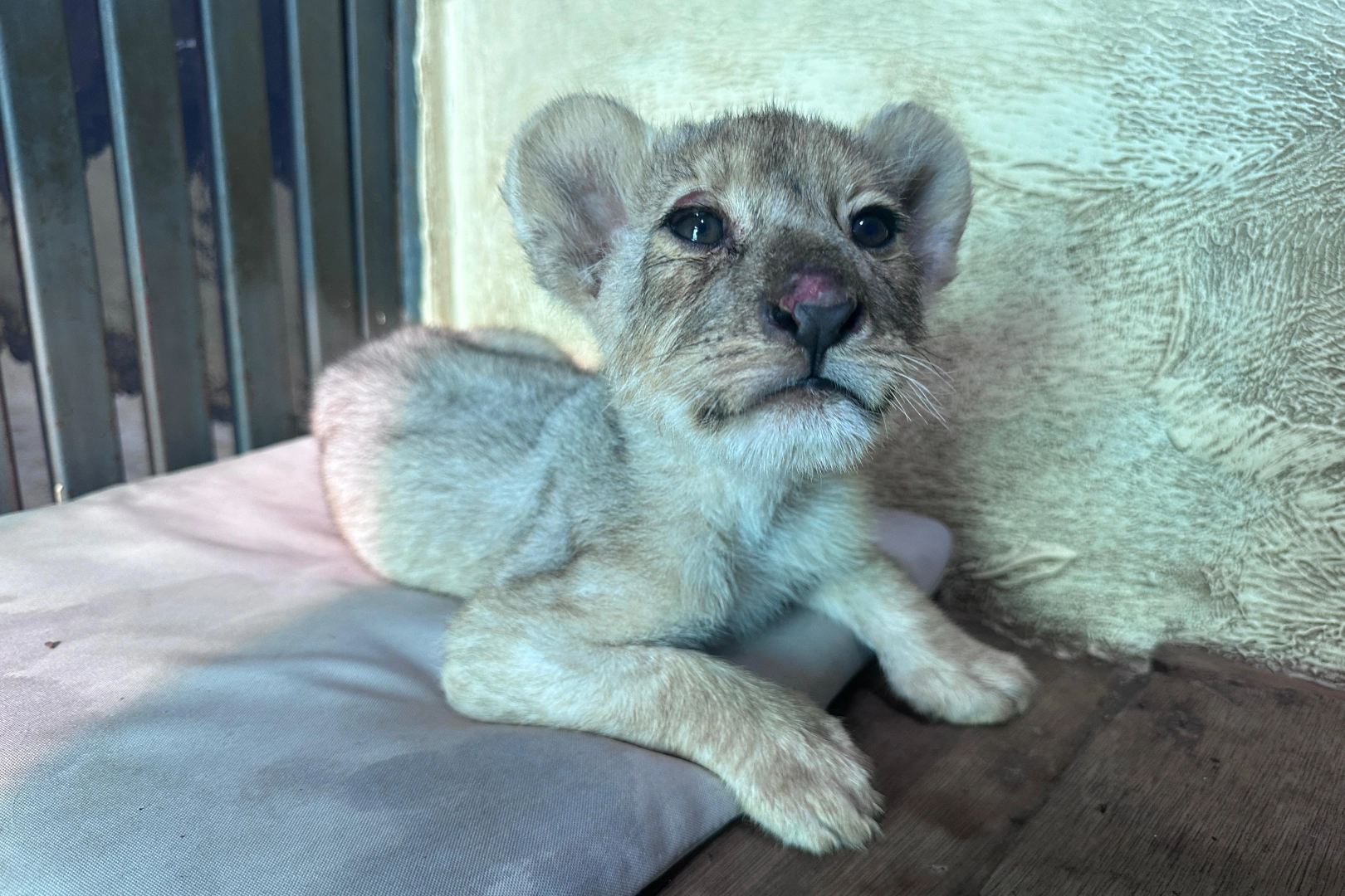 Tuzla'da kaçak aslan yavrusu kurtarıldı... Tedavisi Aslan Park’ta sürüyor