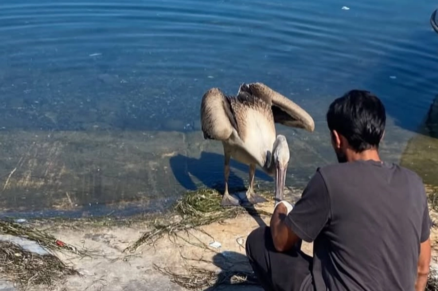 G&ouml;&ccedil; yolunda yorulan pelikan Mudanya&rsquo;da tedavi altına alındı