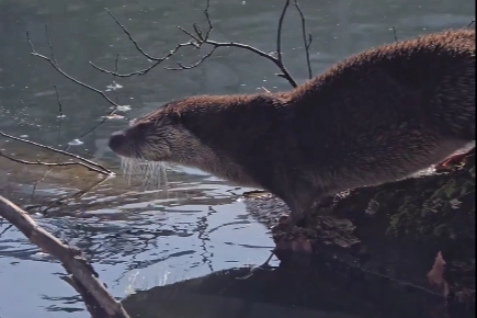 Yedig&ouml;ller&rsquo;de nesli tehlike altında olan su samuru g&ouml;r&uuml;nt&uuml;lendi