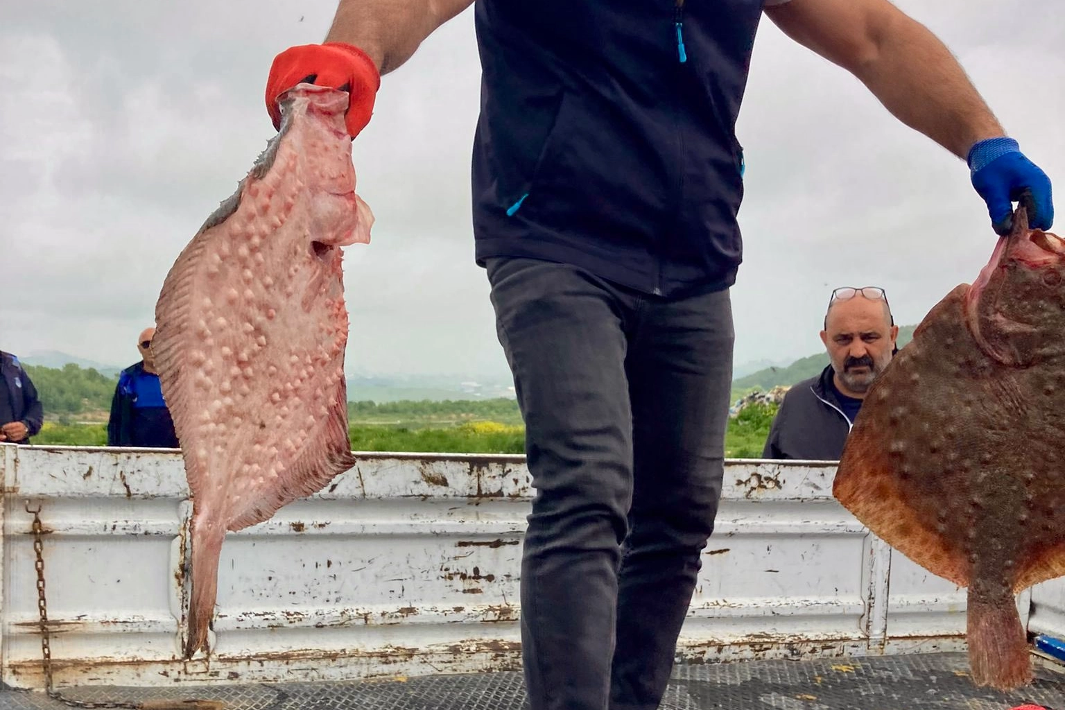 Karadeniz&rsquo;de yasa dışı avcılığa ge&ccedil;it yok! 500 kilogram kalkan ele ge&ccedil;irildi