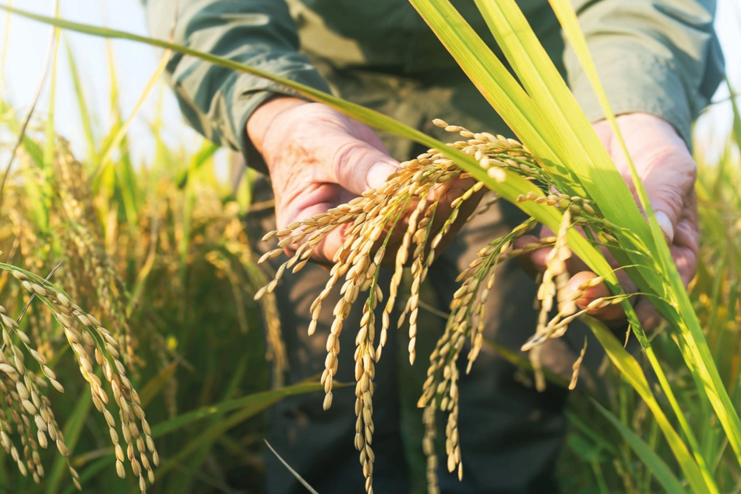 TMO &ccedil;eltik alım fiyatlarını a&ccedil;ıkladı... Alımlar ayın 26'sında başlıyor