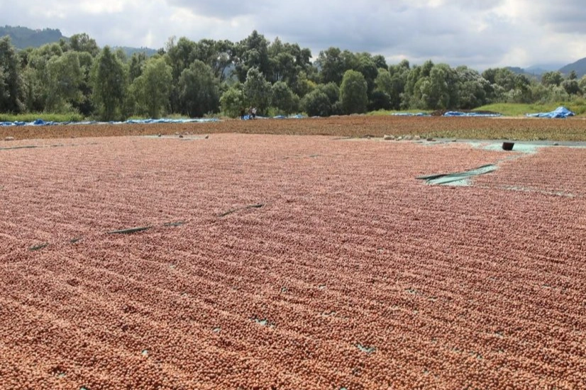 Ordu&rsquo;da fındık hasadı ve katma değerli &uuml;retim