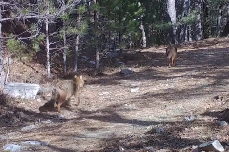 Ormanda altın &ccedil;akallar fotokapana yansıdı