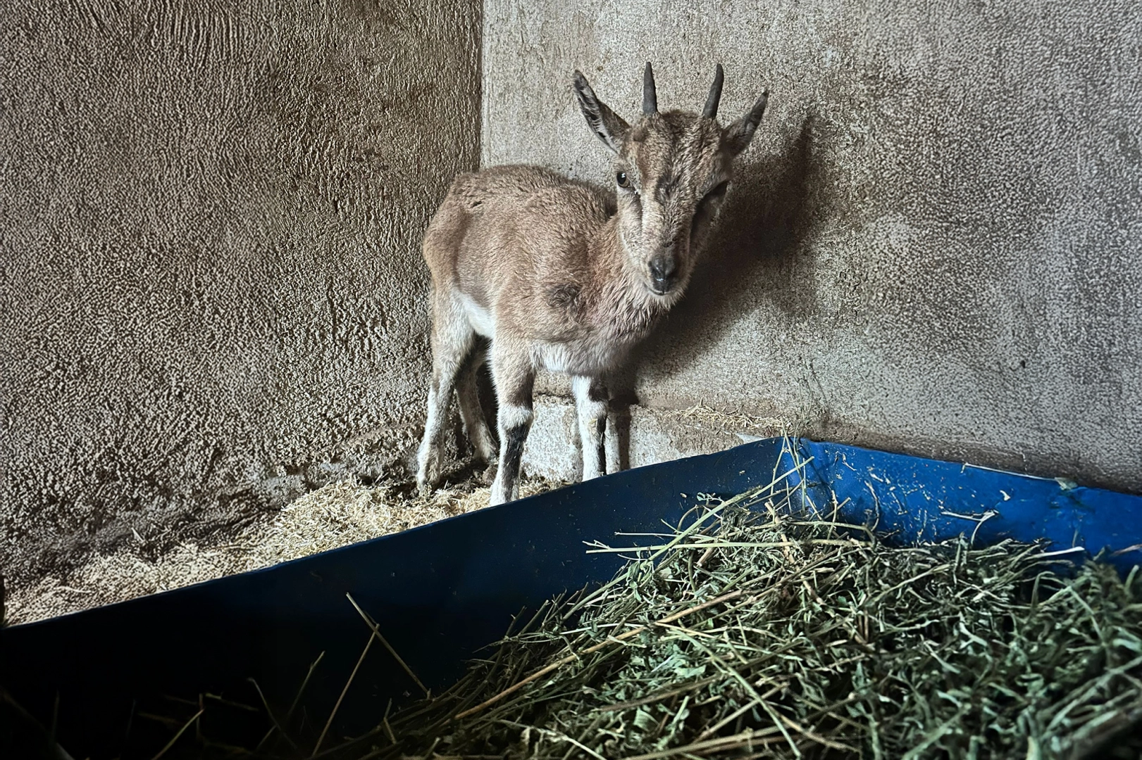 Finike'deki bitkin ke&ccedil;i Kumluca'da tedavi altına alındı