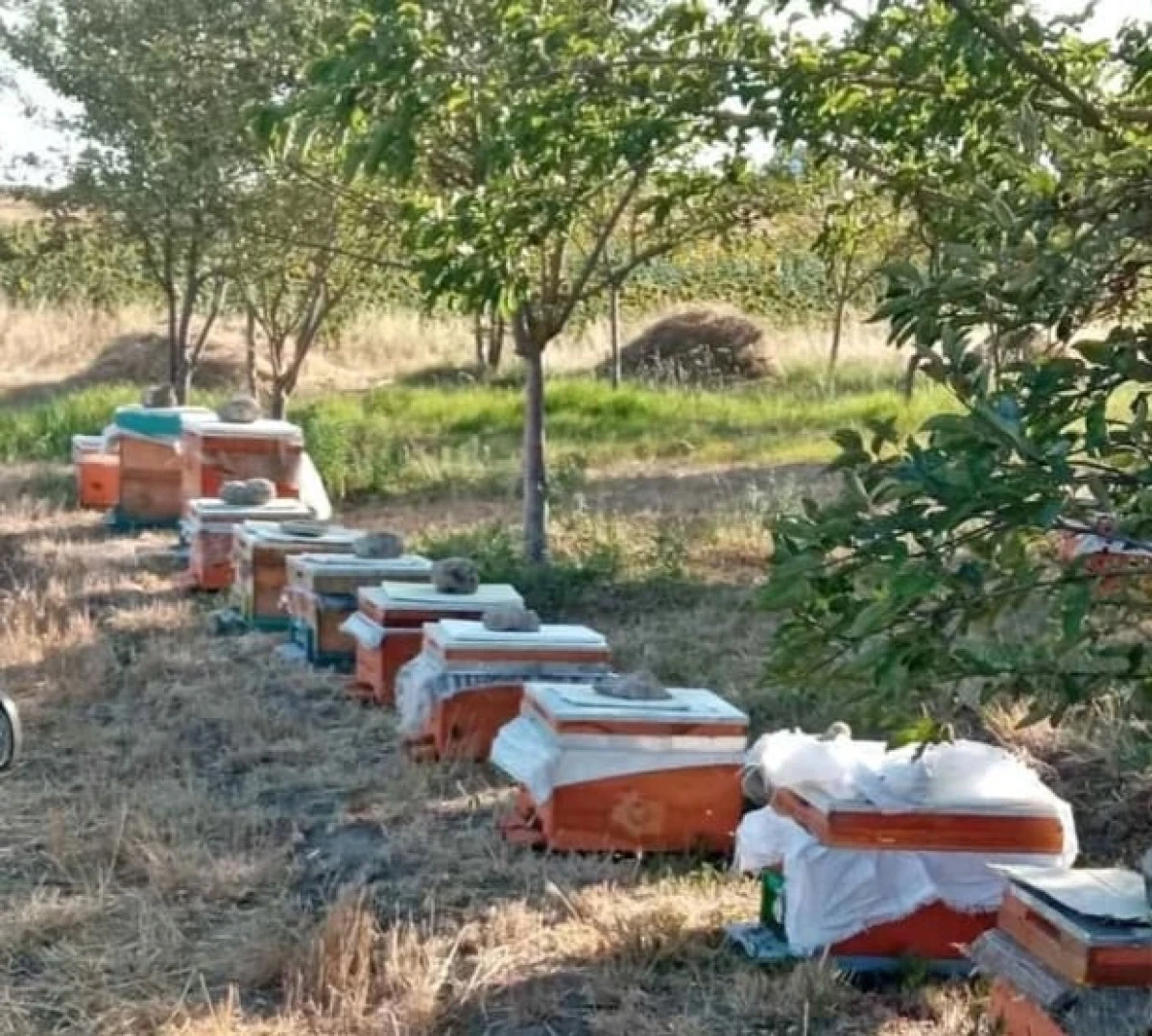 Antalya İli Arı Yetiştiricileri Birliği Hakkında CİMER&rsquo;e Şik&acirc;yet Başvurusu