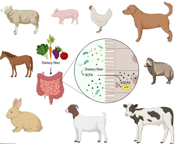 Hayvan Beslemede Yeni Tartışma: Antibiyotik Sonrası D&ouml;nem