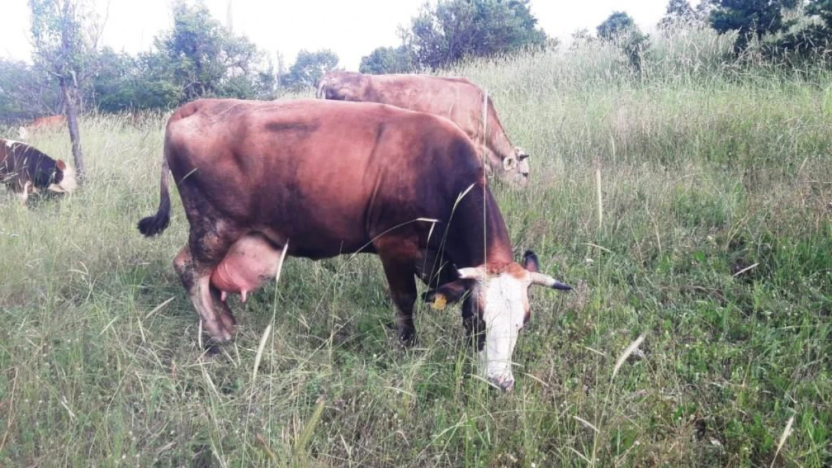 PAZARYERİ&rsquo;NDE ŞAP HASTALIĞI ALARMI 13 K&Ouml;Y VE MERKEZ MAHALLELER KARANTİNAYA ALINDI